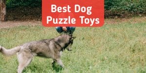 5 Best Interactive Dog Puzzle Toys