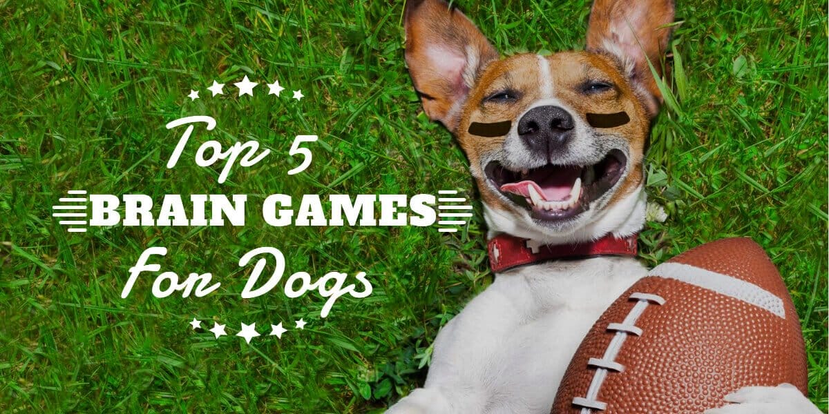 Best Brain Games for Dogs 5